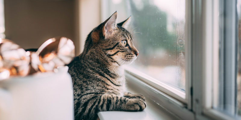 síndrome del gato paracaidista - urgencia veterinaria