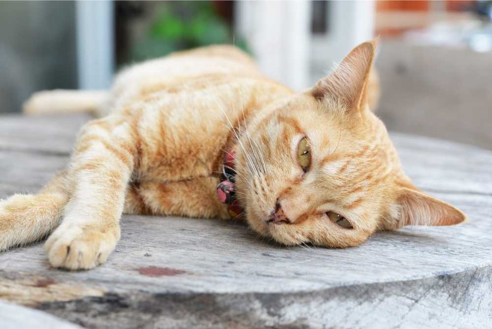 Gato con sangre en el vómito - urgencia veterinaria