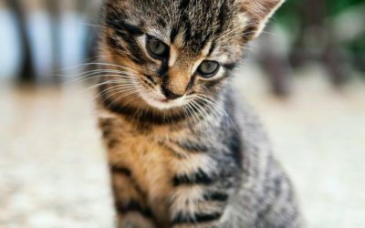¿Es una urgencia veterinaria la infección de orina en un gato?