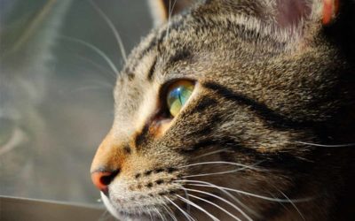 ¿Qué hacer ante el asma en gatos?