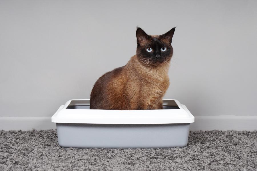 Soluciones para urgencias veterinarias: Cuidando a mi gato con dificultades urinarias