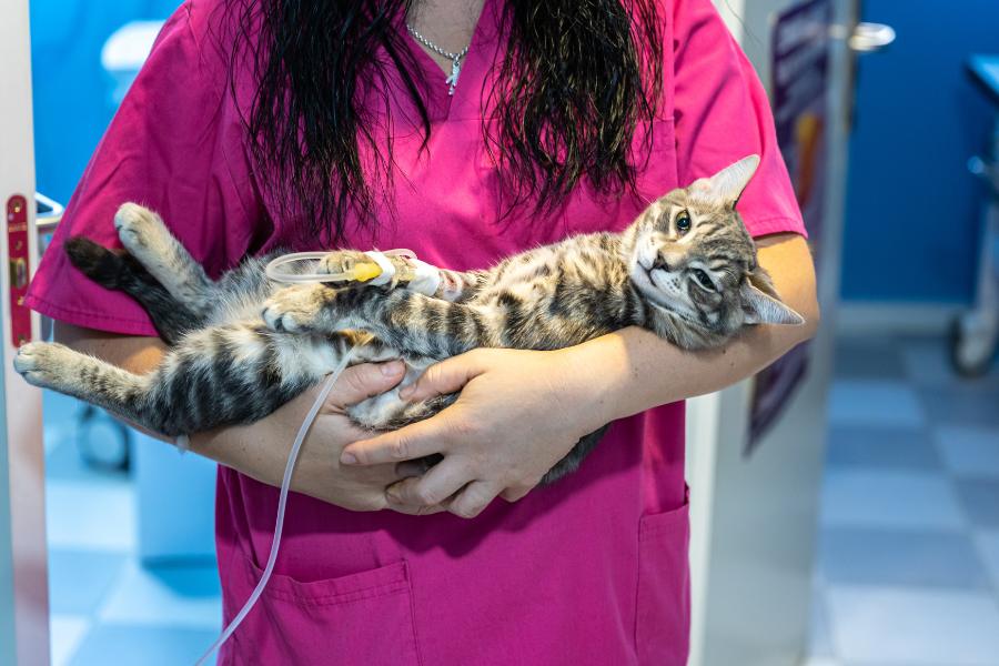 Gatos con problemas urinarios: Urgencias y cuidados veterinarios en Valencia